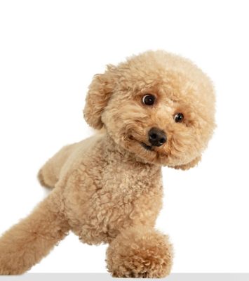 cute puppy maltipoo dog posing isolated white background 1