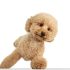 cute puppy maltipoo dog posing isolated white background 1