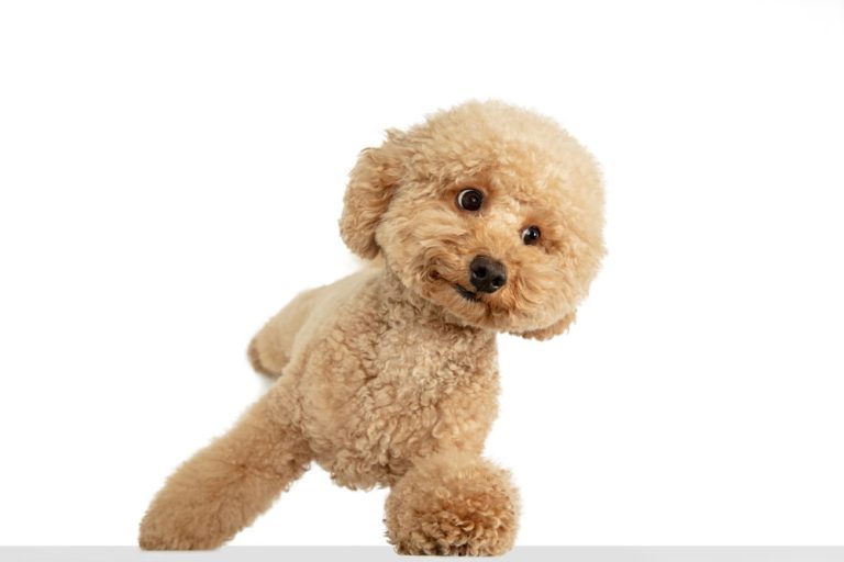 cute puppy maltipoo dog posing isolated white background 1