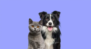 british shorthair cat kitten border collie dog with happy expression together blue background banner framed looking camera 2