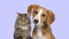 cat dog together looking camera colored background 2