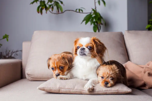 female pekingese with two beautiful puppies lying sofa indoor 2