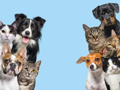 large group cats dogs looking camera blue background 2