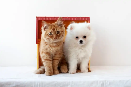 small white fluffy pomeranian puppy small red kitten sit side by side toy house looking camera 2